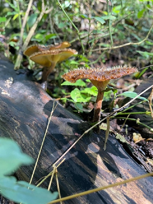 The valuable natural treasure protected by El Morado.